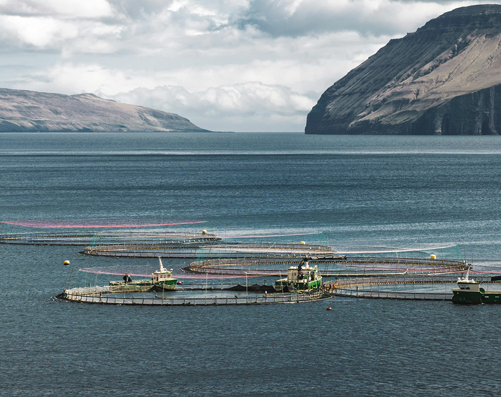 acuicultura salmones